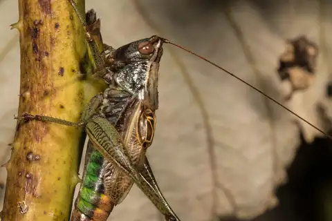 Woodland Meadow Katydid
