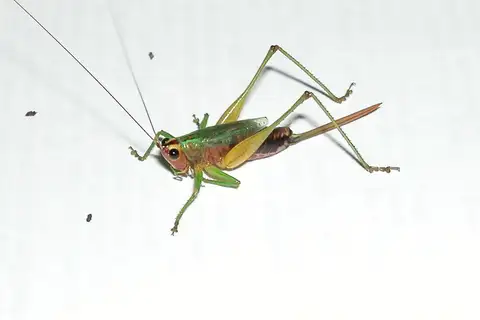 Black-sided Meadow Katydid