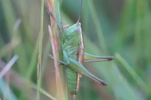 Pacific Meadow Katydid