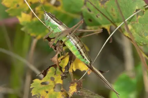 Prairie Meadow Katydid