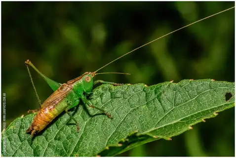 Long-horned Meadow Katydid