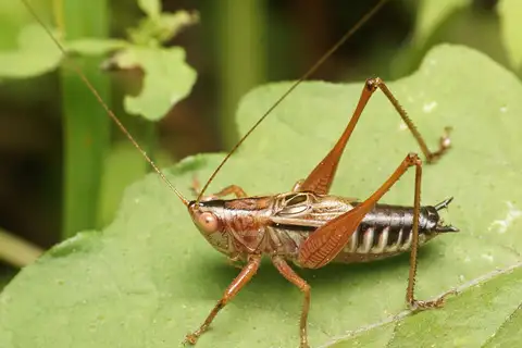 Blackish Meadow Katydid