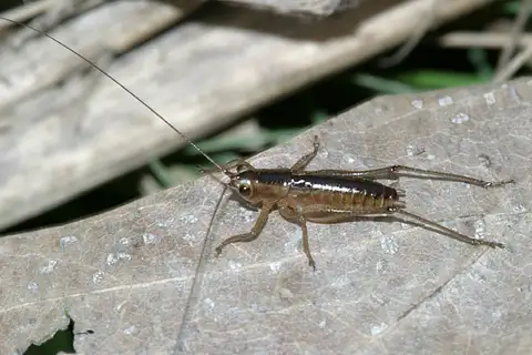 Saltmarsh Meadow Katydid