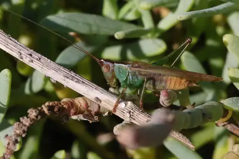 San Diego Meadow Katydid
