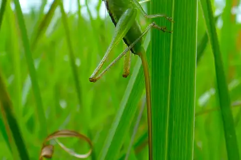 Straight-lanced Meadow Katydid