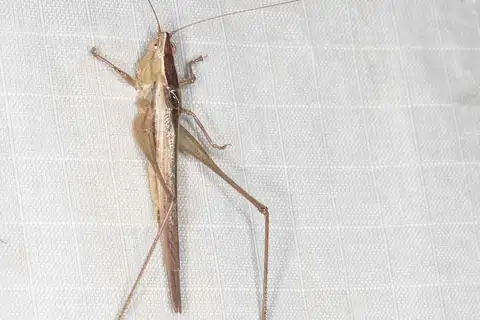 Greenish Meadow Katydid