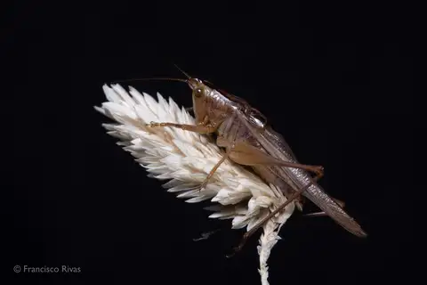 Conocephalus vitticollis