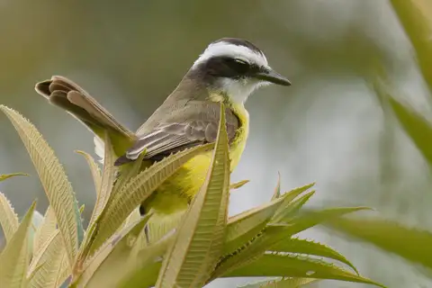 White-ringed Flycatcher