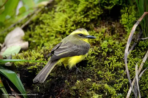 Lemon-browed Flycatcher