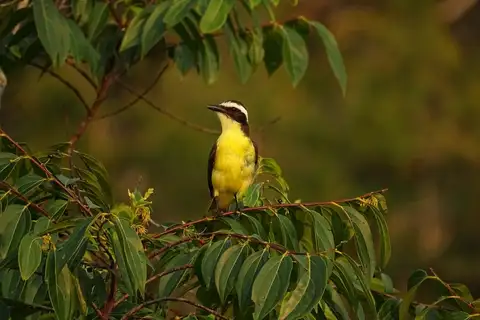 Yellow-throated Flycatcher