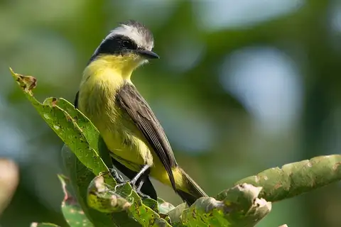 Three-striped Flycatcher