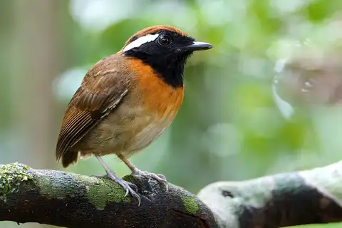 Chestnut-belted Gnateater