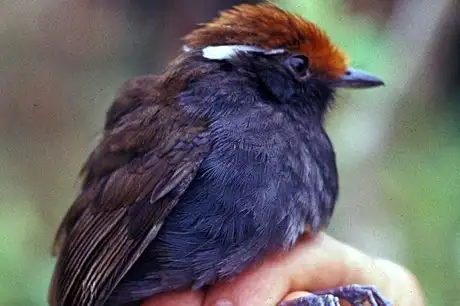 Chestnut-crowned Gnateater