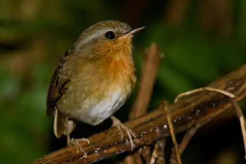 Rufous Gnateater