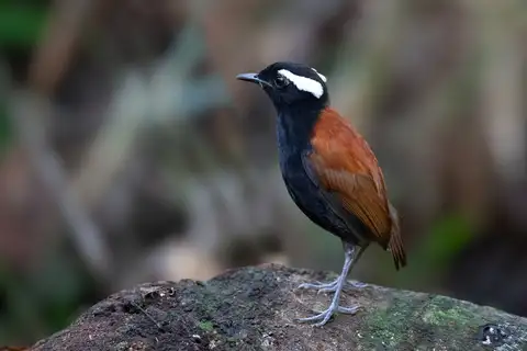Black-bellied Gnateater