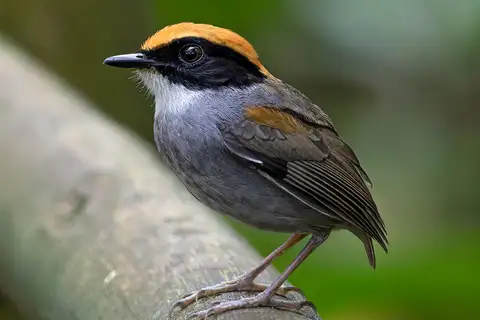 Black-cheeked Gnateater