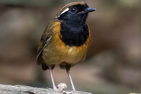 Black-breasted Gnateater