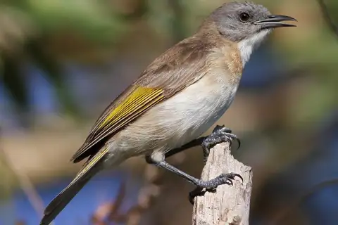 Rufous-banded Honeyeater