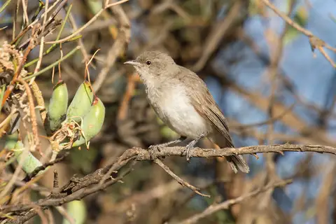 Grey Honeyeater