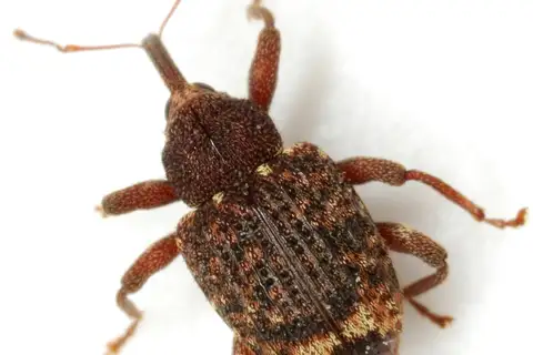 Oak Curculio