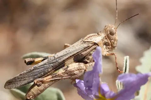 Ridged Grasshopper