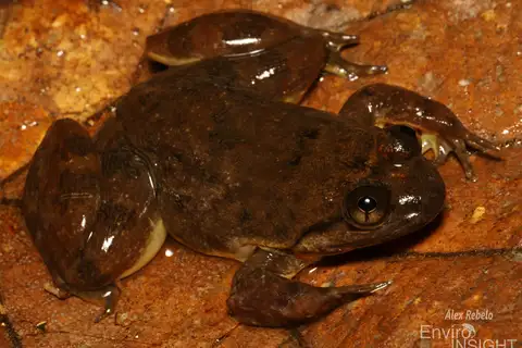 Conraua alleni