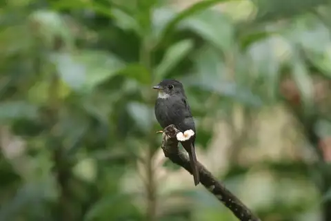 White-throated Pewee
