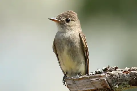 Northern Tropical Pewee