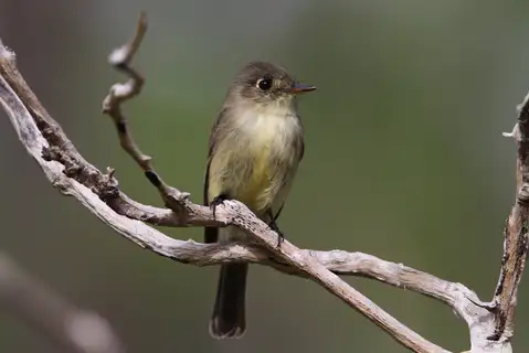 Cuban Pewee