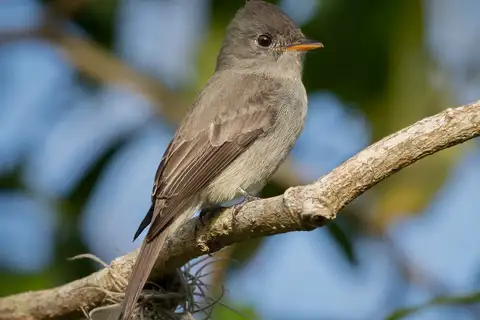 Southern Tropical Pewee