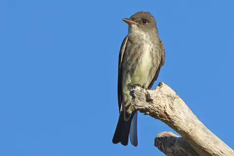 Olive-sided Flycatcher