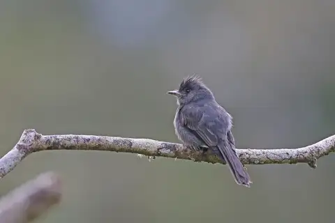 Smoke-colored Pewee