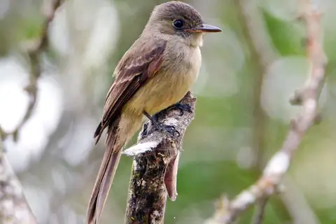 Hispaniolan Pewee