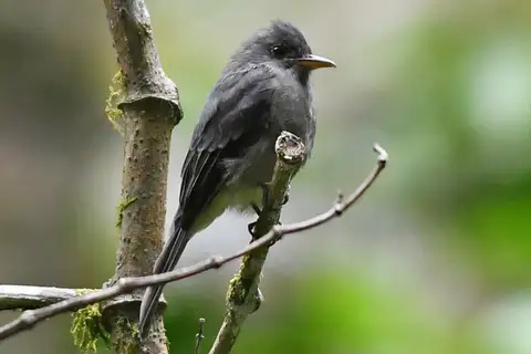Dark Pewee