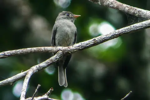 Blackish Pewee