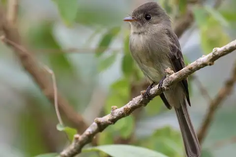 Jamaican Pewee
