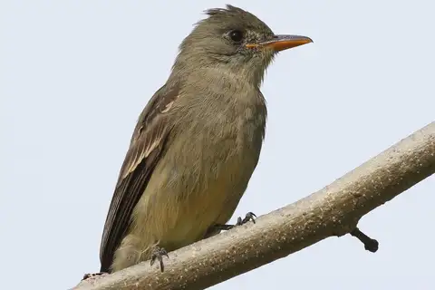 Greater Pewee