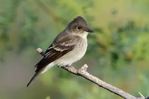 Western Wood Pewee