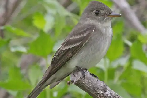 Eastern Wood Pewee