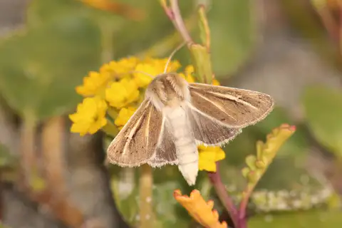 Sand-verbena Moth