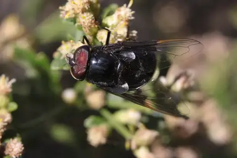 Purple Bromeliad Fly