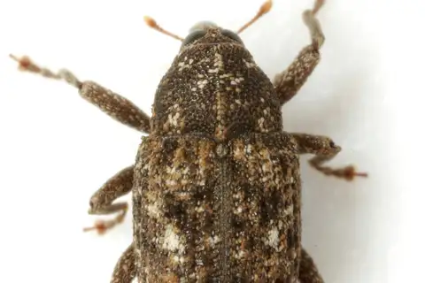 Cophes oblongus