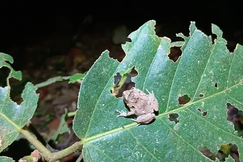 Southern Ornate Nursery Frog