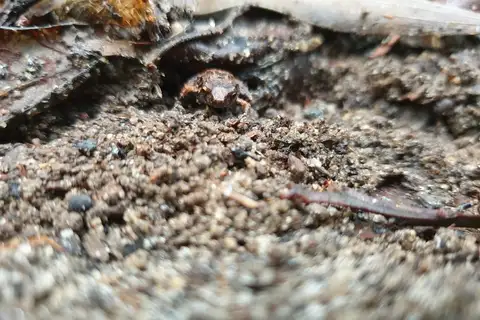 Buzzing Nursery Frog