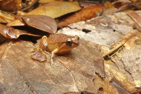 Dainty Nursery Frog