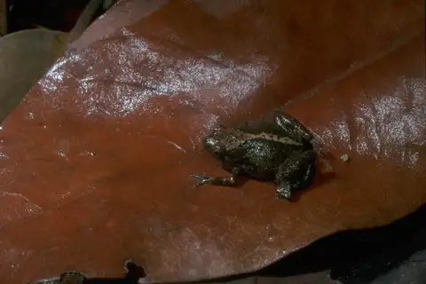 Creaking Nursery Frog