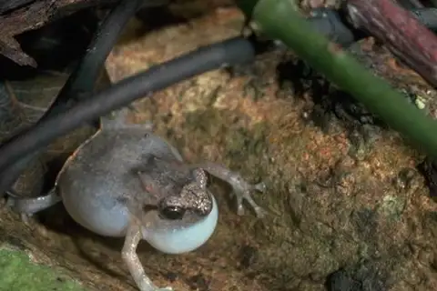 Northern Ornate Nursery Frog