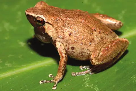 Cophixalus rajampatensis
