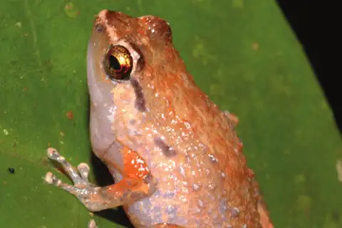 Cophixalus salawatiensis