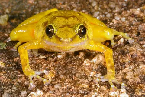 Black Mountain Boulder Frog